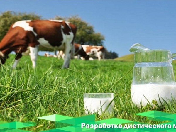 Российские генетики получили грант на разработку метода селекции коров для производства диетического и сыропригодного молока. Ученый получит полумиллионный грант на разработку молекулярно-генетического метода селекции коров