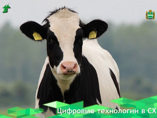 Российские племенные и товарные хозяйства — лидеры по внедрению цифровых технологий