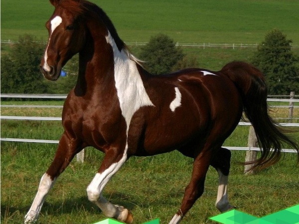 Российские ученые создают цифровую платформу для геномной селекции мясных табунных лошадей