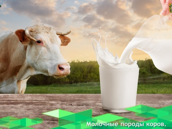 Самые молочные породы коров: как выбрать идеальную для хозяйства в России