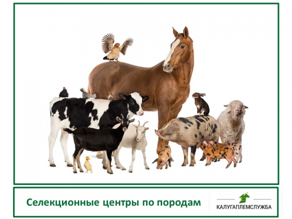 Селекционные центры по породам