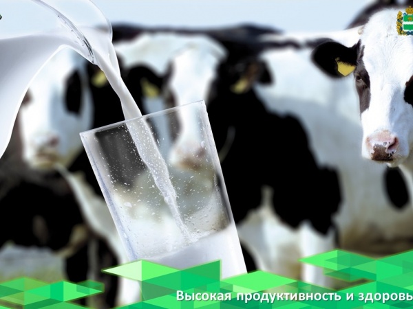 Современные молочные коровы работают на пределе физиологических возможностей, что снижает их фертильность.