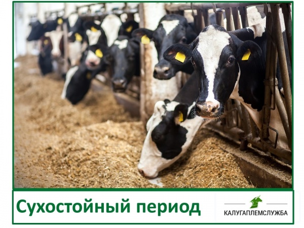 Сухостойный период