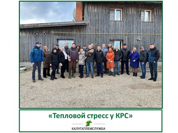 «Тепловой стресс у КРС»