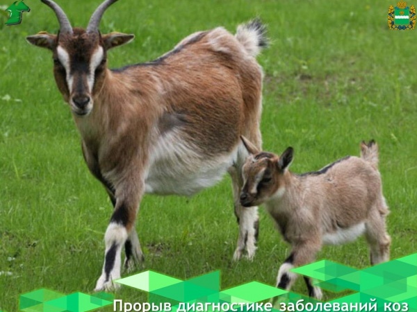 Тест для выявления вируса артрита-энцефалита коз появится в России в 2026 году