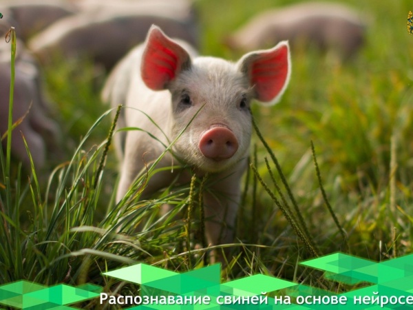 Ученые из Белгородского государственного национального исследовательского университета и Каспийского государственного университета разработали систему распознавания свиней на основе нейросети.