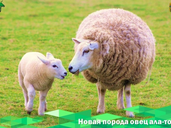 Ученые Киргизии вывели новую породу овец ала-тоо мясо-сального направления
