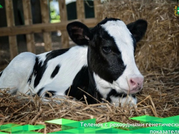 Ученые СПбГУВМ получили теленка с рекордными генетическими показателями