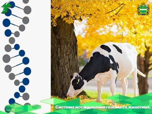 урчатовский геномный центр НИЦ «Курчатовский институт» создал систему исследования генома сельскохозяйственных животных.