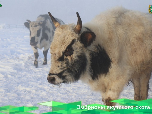 Российские ученые получили эмбрионы якутского скота.