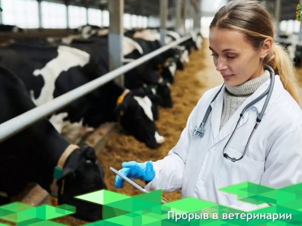 Петербургские ученые разработали метод ранней диагностики болезней печени у коров