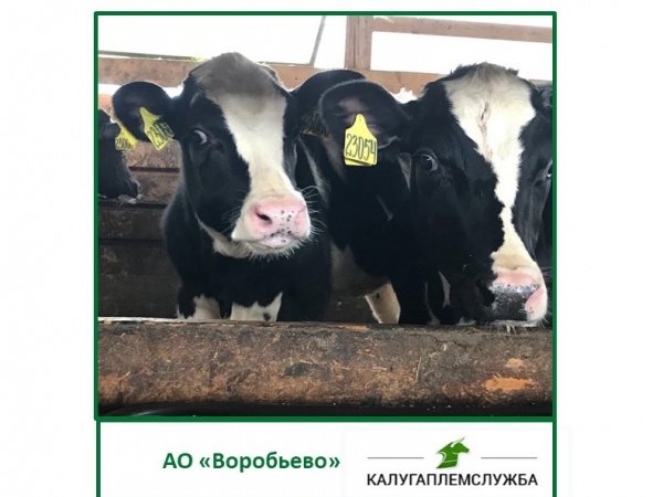 Визит в АО "Воробьево"