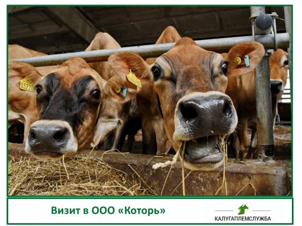 Визит в ООО "Которь"