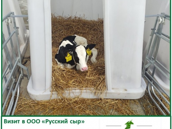 Визит в ООО "Русский сыр"
