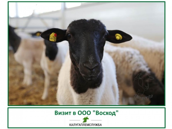 Визит в ООО "Восход"