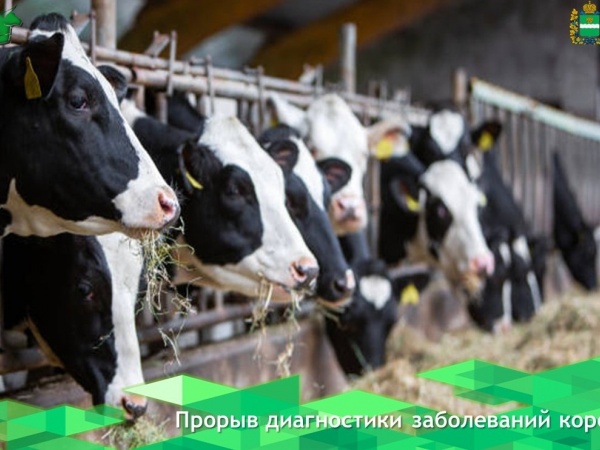 ВНИИЗЖ создаст тесты для раннего выявления инфекций у коро