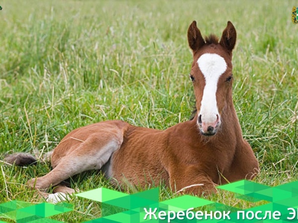 Впервые в России родился жеребенок после ЭКО