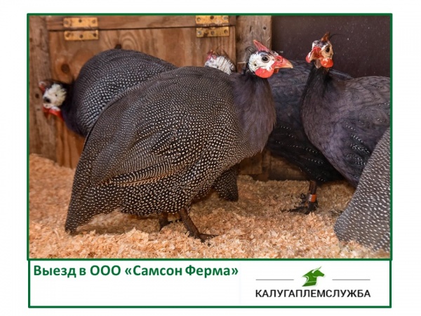 Выезд ООО "Самсон Ферма"