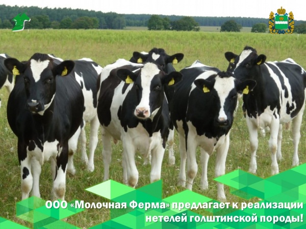 ООО "Молочная ферма" предлагает на продажу племенных нетелей