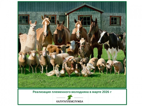 Реализация племенного молодняка в марте 2026