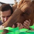 Французские биологи доказали, что крупный рогатый скот обладает развитым социальным интеллектом.