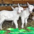 Китайские ученые успешно клонировали высокопродуктивных молочных коз.